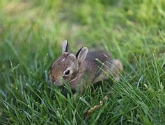 Image result for Baby Bunny SVG