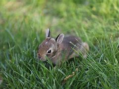 Image result for Cute Brown Baby Bunny