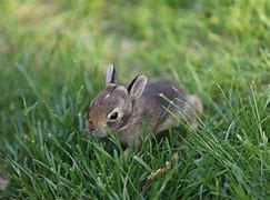 Image result for What Is a Baby Bunny Called