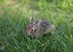 Image result for Long Haired Baby Bunny