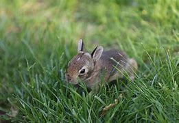 Image result for Baby Bunny Art