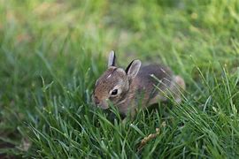 Image result for Baby Bunny Halloween Costume