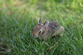 Image result for Baby Bunny Plush