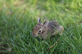 Image result for Tiny Baby Bunny in Hand
