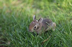 Image result for Golden Baby Bunny