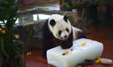 Photos Chine : les animaux se rafraîchissent au zoo de Canton — Chine ...
