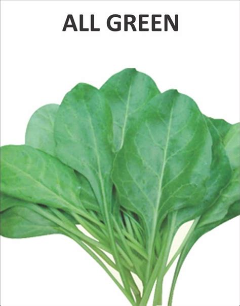 NSC PALAK VARIETY ALL GREEN TRUTHFUL LABELLED SEED 250 Gm Pouch