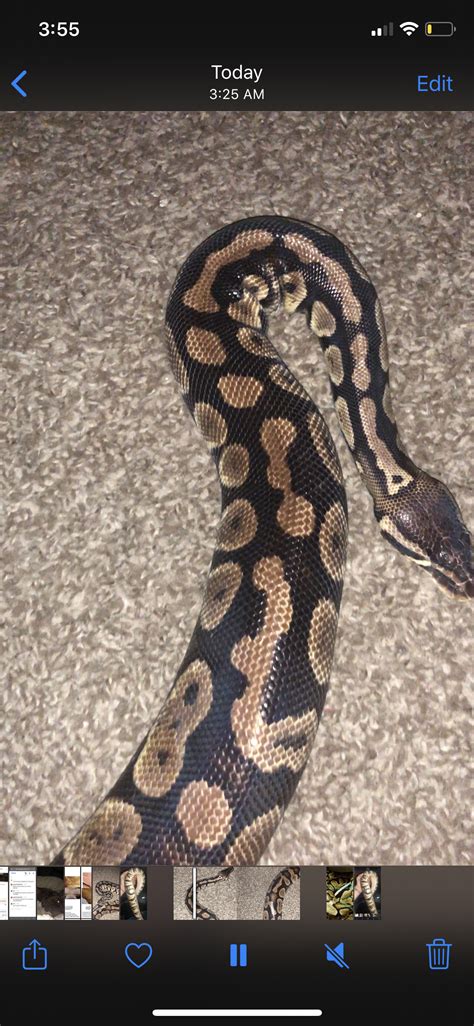 Ball Python Pregnancy 的图像结果