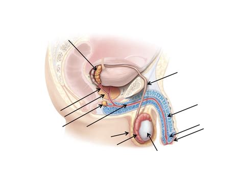 Image result for Male Reproductive Model Label