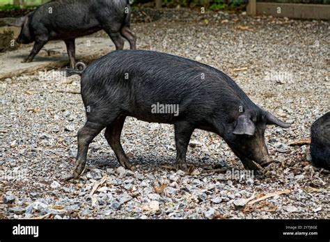 Black Alpine Pigs, curly tails, farm animals, walking, Ballenberg Swiss ...