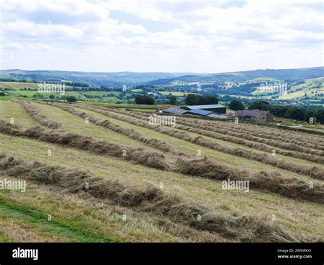 Swaths of dry hay in farmland in a hilly English countryside of ...
