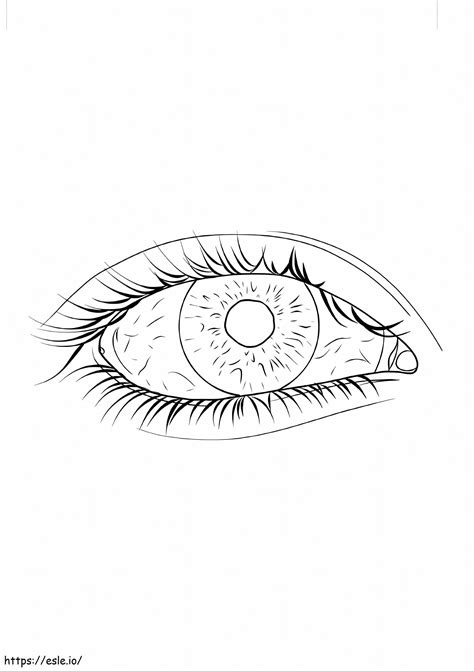 Image result for Normal Human Eye