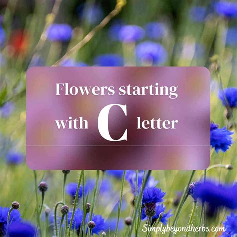 60 Beautiful Flowers That Start With C: Ultimate Collection ...