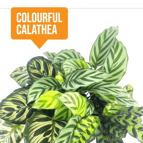 Colourful Calatheas | Buy Indoor Plants Online | The Plant Buddies Australia