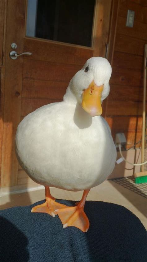 Image result for Duck Number Code in Python Using Count