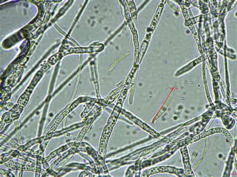 科学网—环境微生物之古细菌 - 王从彦的博文