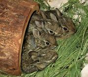 Image result for Pics of Baby Bunnies