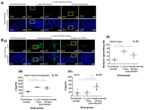 Proregenerative Activity of IL-33 in Gastric Tissue Cells Undergoing ...