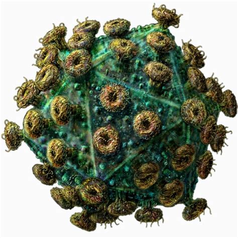Image result for Virus Anatomy Explained