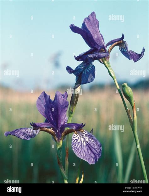 PLANT IRIS Sibirica Stock Photo - Alamy