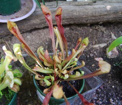 Sarracenia psittacina