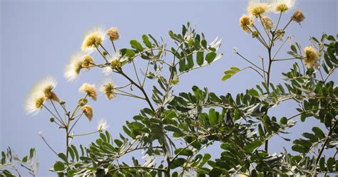Kalmegh Plant (BhuiNeem): 7 Benefits, Uses & Side Effects