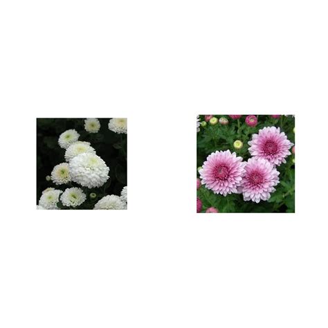 Creative Farmer Jamanthi Poovu Chrysanthemum Flower Seeds & Saamandi ...