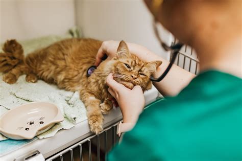 Preparing your pet for an anaesthetic - Tamar Vets