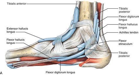 Ankle and Foot Injuries - Clinical Tree