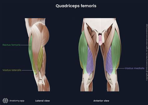 Quadriceps Femoris Rectus Femoris Anatomy Muscle Attachments Detail