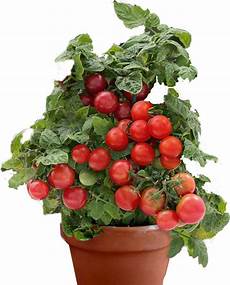 coltivazione pomodori in vaso coltivazione pomodori casasuper coltivazione pomodori in vaso coltivazione pomodori casasuper
