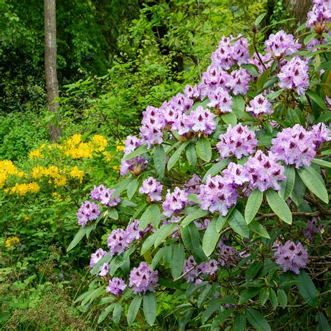 When to prune azaleas - experts urge gardeners to…