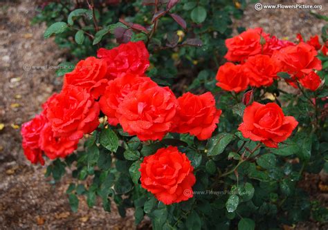 Ooty Flower Show 2017 Pictures Gallery-8