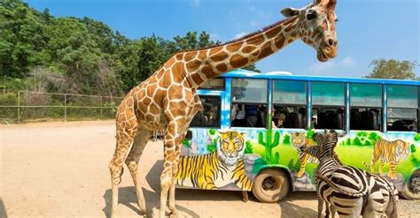 Georgia Wildlife: A Guide To Explore The Best On Your U.S. Trip