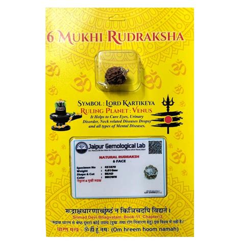 6 Mukhi Rudraksha - Certified Nepali Bead for Spiritual Balance ...