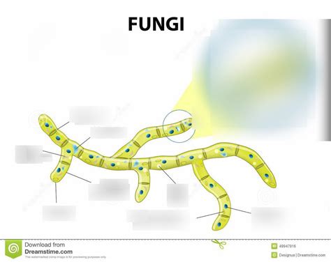 Fungi Cell Structure 的图像结果