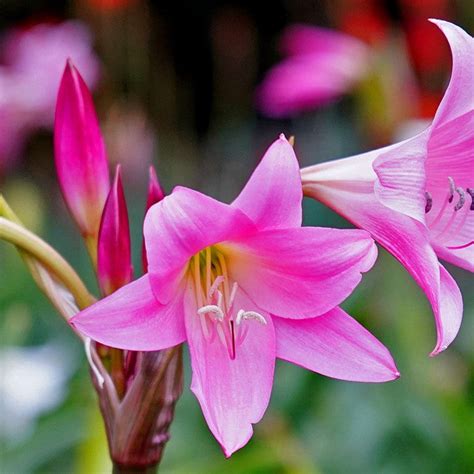 Buy Crinium Lily Pink Bulbs - 3 Bulbs online at best price