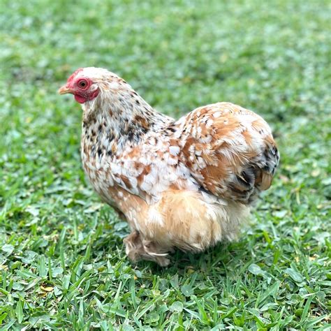Baby Chicks: Calico Cochin Bantam - Straight Run - My Pet Chicken | Pet ...