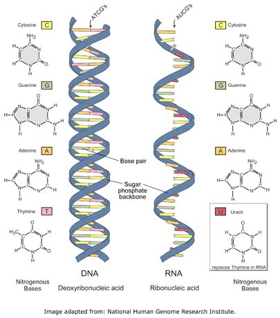 Image result for DNA Microarray Kit