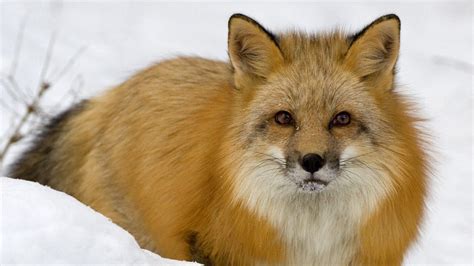 Wallpaper fox, face, eyes, snow, predator hd, picture, image