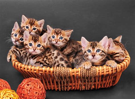 Cats For Sale | Buy Online Kittens For Sale Near Me | Buy Kittens ...