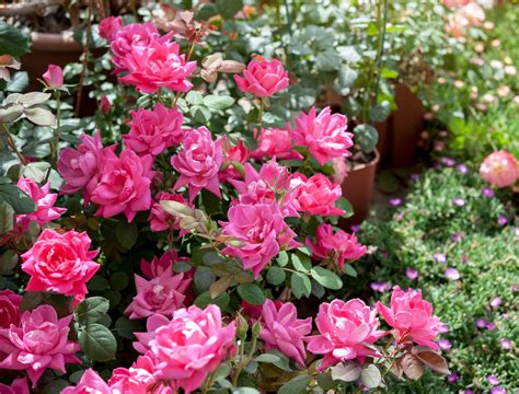 7 Tips for Growing Knock Out Roses