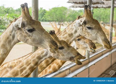 Do Giraffe Vomit at Phillip Dorsey blog