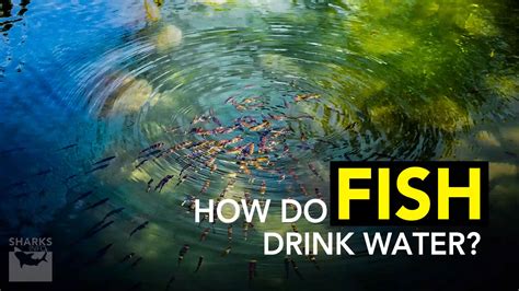How Do Fish Drink Water? - sharksinfo.com