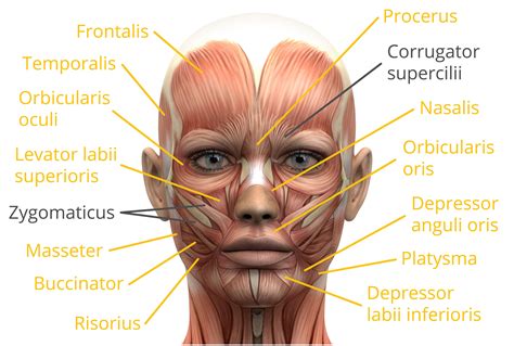 Human Face Diagram