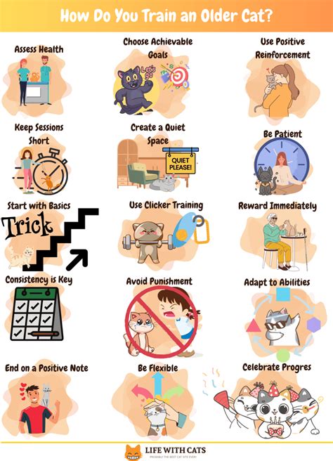 Behavior Of Older Cats