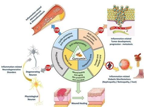 Potential Applications of the Anti-Inflammatory, Antithrombotic and ...