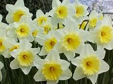 sfondi fiore giardino dei sogni ad ogni segno zodiacale il proprio sfondi fiore giardino dei sogni ad ogni segno zodiacale il proprio