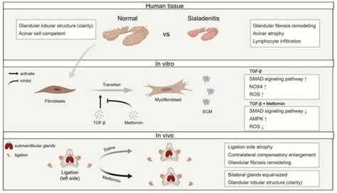 Metformin Attenuates TGF-β1-Induced Fibrosis in Salivary Gland: A ...