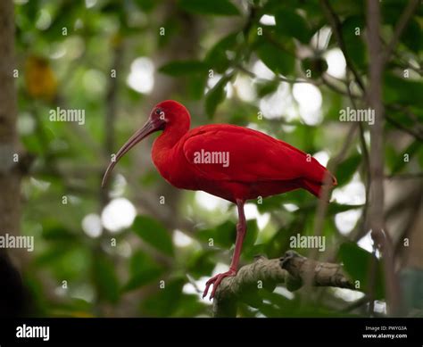 A Scarlet Ibis perches on a branch in the mangrove forest. The Scarlet Ibis is the national bird ...